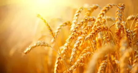 Agriculture FAE page