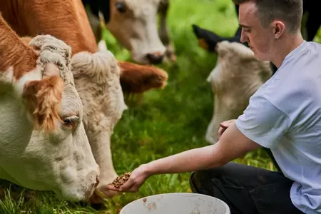 Animal feed